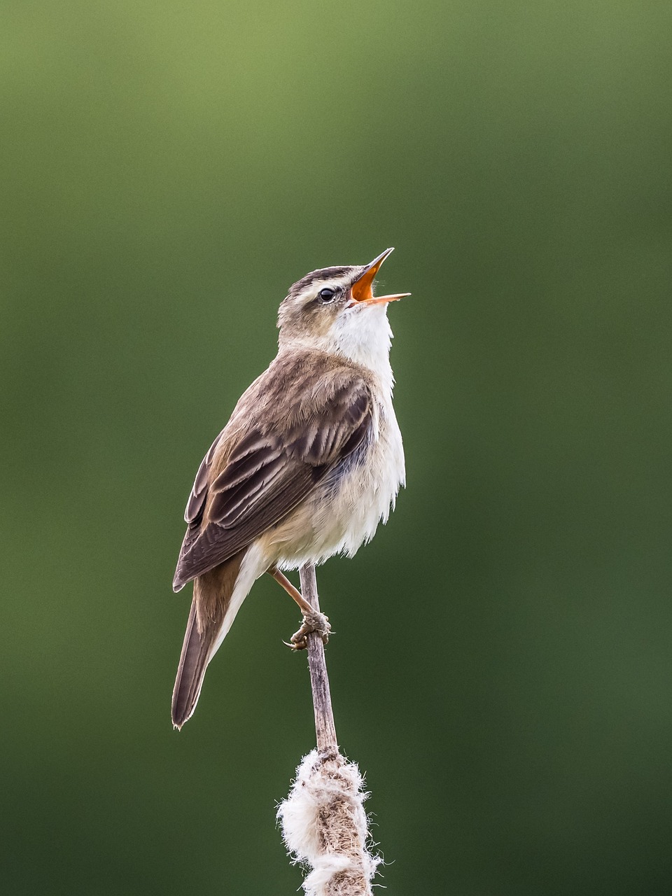 Ever Wonder What Nature is Singing About?